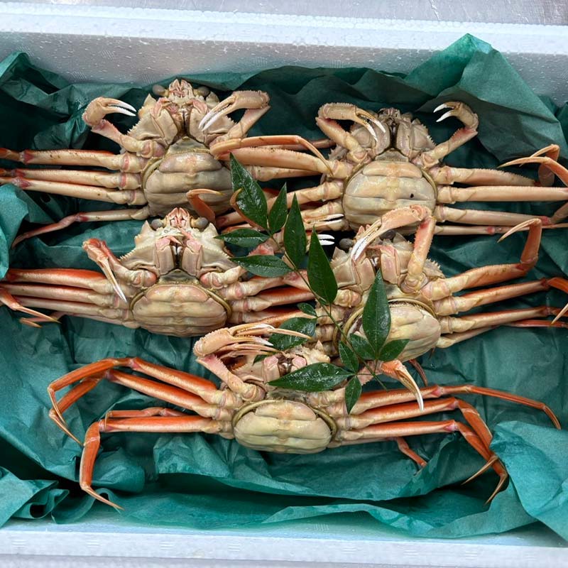 【先行予約】【冷蔵発送】朝茹で香箱ガニ（メスのズワイガニ）姿5杯セット 2024年11月上旬以降発送｜石川県 加賀市  国産 カニ かに 蟹 せいこがに せいこ蟹 セコガニ せこ蟹 香箱蟹 香箱がに 