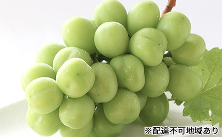 ぶどう 早期受付 シャインマスカット 1房500g以上 ブドウ 葡萄 ぶどう