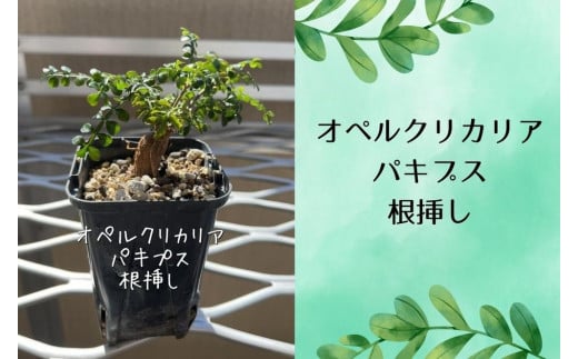 オペルクリカリアパキプス根挿し株 1本