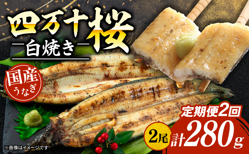 【通常用】【2回定期便】極上国産うなぎ四万十桜 白焼き約140g×2尾 | うなぎ 鰻 ウナギ 白焼き 定期便 国産 四万十鰻 ウナギ 蒲焼き 調理済み タレ付き 頒布会 ギフト（お歳暮/お正月）高級 お取り寄せ グルメ 食べ比べ 冷凍