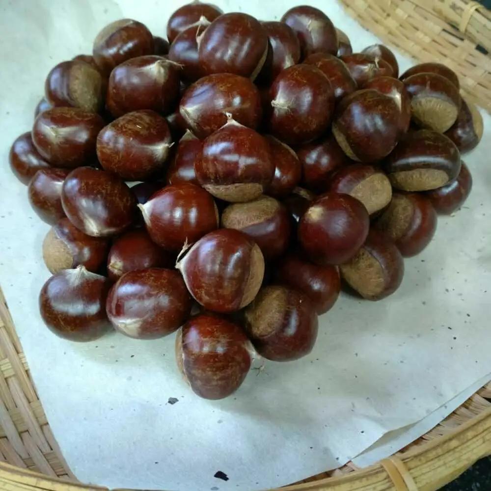 【先行予約】高級生栗 まるっこ栗  約1kg ＜2026年10月中旬?発送＞ 夢甘栗 生栗 くり 栗 果物 【仁淀川流域夢甘栗生産者組合 くり蔵】[ATDR003]
