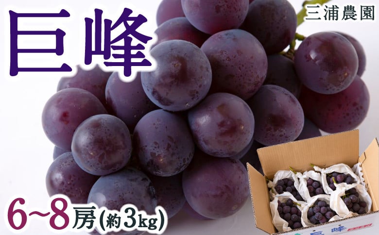 
            【先行予約】 三浦農園 巨峰 6房から8房 （約3kg） 【2025年8月下旬から9月上旬 出荷予定】 葡萄 ぶどう ブドウ 果物 くだもの フルーツ 果実 お取り寄せ 福岡県 うきは市
          