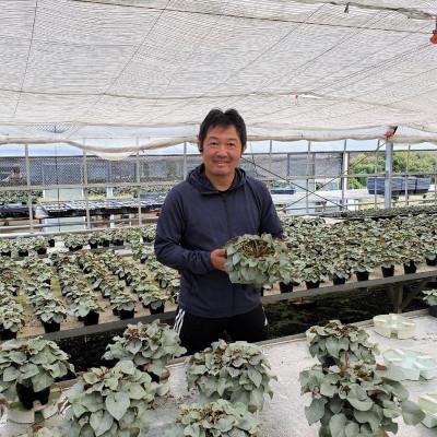 ふるさと納税 北茨城市 【長谷川園芸オリジナル品種】北茨城産シクラメンプラチナリーフ 5寸 ローズピンク ※11〜12月出荷 |  | 02