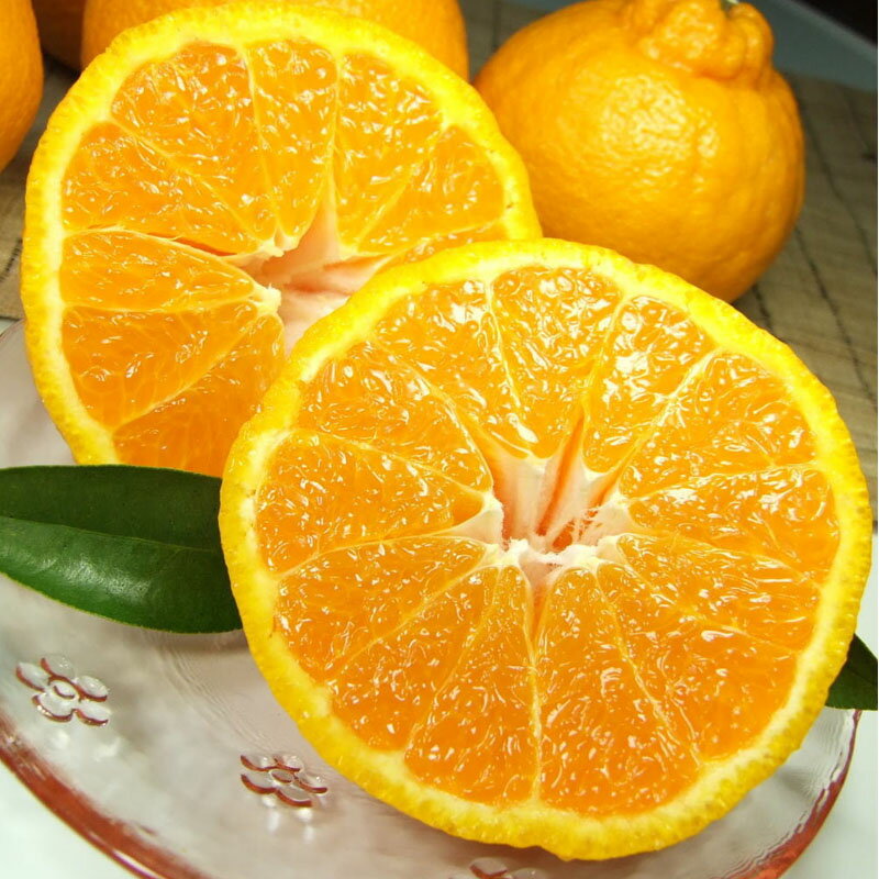 【ふるさと納税】 田村産「デコ」不知火[約3kg]湯浅町田村産春みかん(果実サイズおまかせ)/紀伊国屋文左衛門本舗 ※2026年2月中旬〜2026年3月下旬頃に順次発送予定(お届け日指定不可)