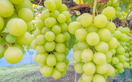 2025年発送 先行予約 訳あり 種あり巨峰＆シャインマスカット約1.8kg 4～6房 果物 ぶどう フルーツ デザート おやつ 長野県産 信州の葡萄 詰め合わせ