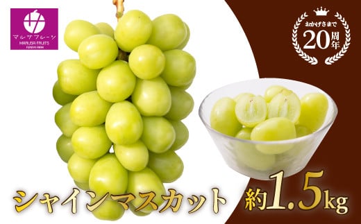 ＜25年発送先行予約＞シャインマスカット 約1.5kg 大房 2房 ※常温配送  笛吹市 シャイン 葡萄 大人気 ジューシー たっぷり 大容量 088-012 |  山梨県 笛吹市 一宮 朝採り 産地直送 マルサフルーツ 先行 予約　1.5kg 山梨 フルーツ 果物 ぶどう 葡萄 種なし シャインマスカット おすすめ  贈答 大房 2房 ギフト 産地 期間限定 笛吹 高級 国産 人気 |
