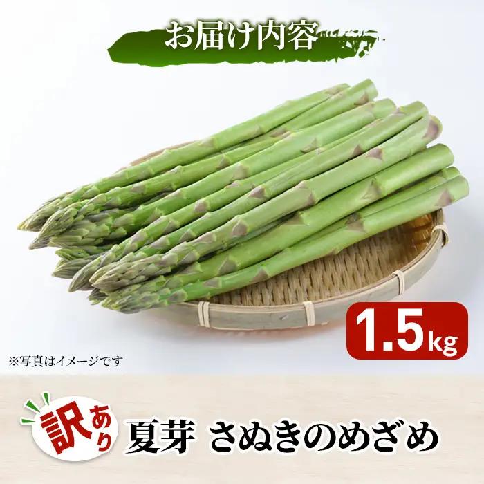 ＜期間限定！2026年6月上旬以降順次発送＞＜訳あり＞夏芽！さぬきのめざめ(約1.5kg) 香川県 国産 野菜 アスパラ 新鮮 冷蔵便 【man082-B】【Aglio nero】