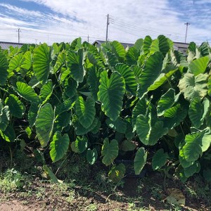 たけのこ芋 京芋 3kg 数量限定 期間限定 野菜 里芋 八つ頭 筍芋 京いも 産地直送 埼玉県 羽生市