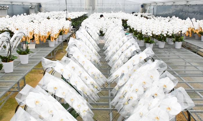 【４月発送分】コチョウラン５本立て【鴻巣花き市場品評会で最高賞受賞】