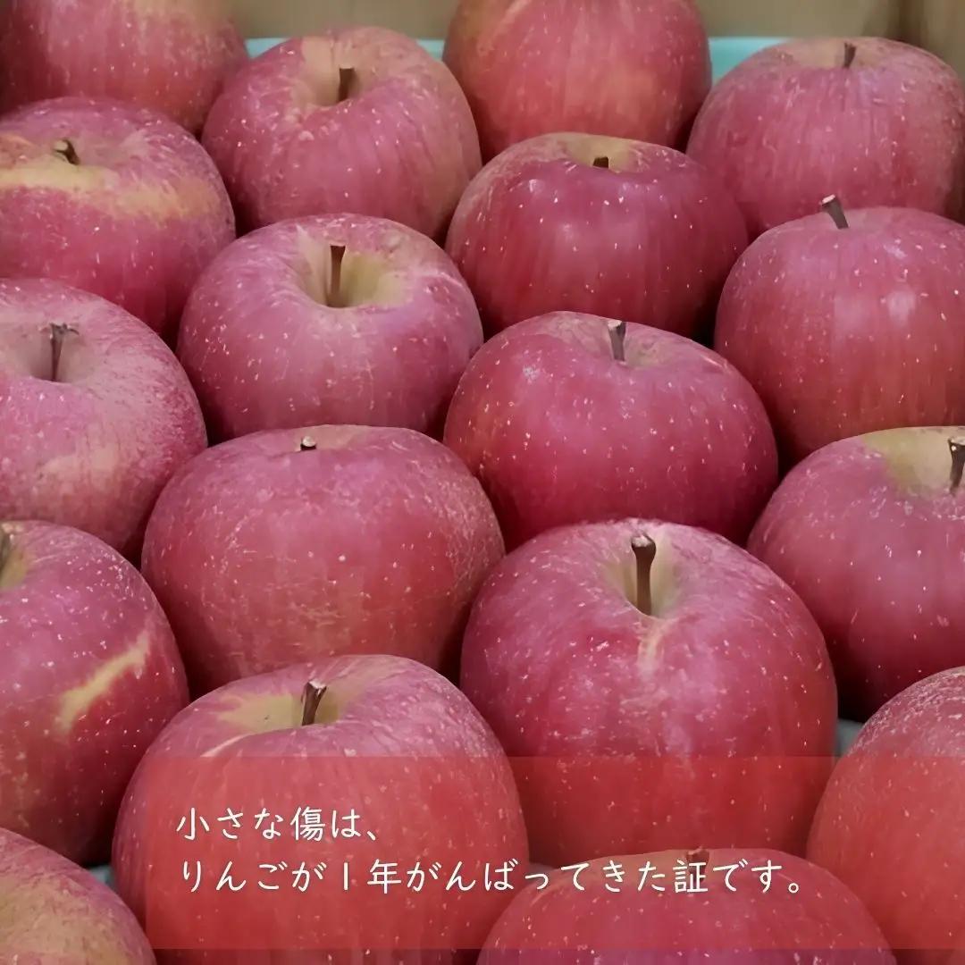 KR18 サンふじ 家庭用 小玉 約5kg（17～20玉） 長野県松川町産／11月下旬頃～配送予定//長野県 南信州 リンゴ 林檎 ふじ さんふじ 小玉サイズ 訳あり 自家用 農家直送 農家支援 産地