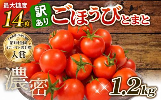 [先行予約] 訳あり トマト 高糖度 甘い 1.2kg フルーツトマト ミニトマト 野菜 果物 濃厚 産地直送 とれたて 徳用 大きさ不揃い ごほうびとまと 株式会社風の子ファーム 埼玉県 羽生市