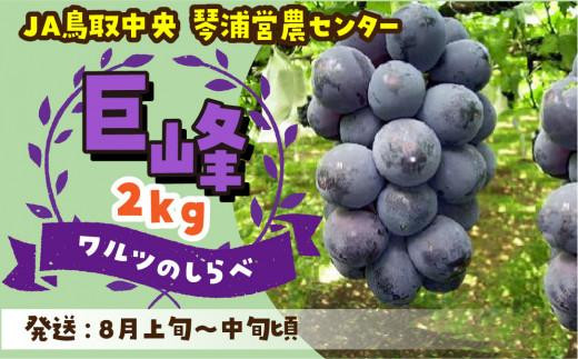 数量限定 鳥取県産ぶどう 巨峰 種なし 2kg【国産 葡萄 ブドウ 旬 2026年 果物 くだもの フルーツ 限定 人気 おすすめ 鳥取県 琴浦町 送料無料】