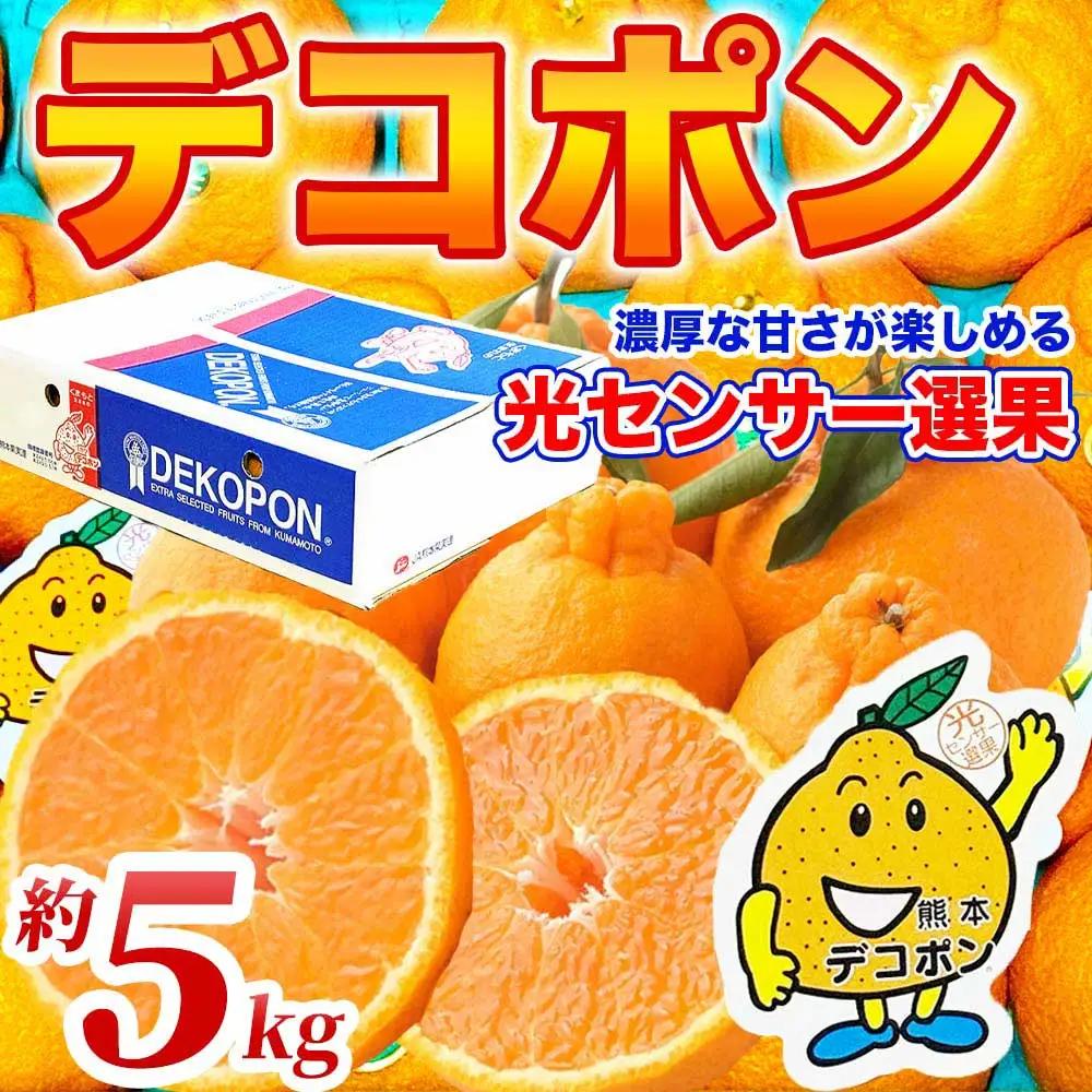 先行予約 デコポン 約5㎏ （12～24玉 ）【2026年12月上旬～2027年4月上旬発送予定】