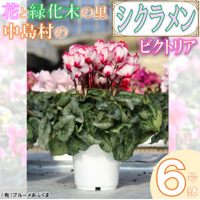 【先行予約】シクラメン6号鉢(ビクトリア)　ブルーメあぶくま【配送不可地域：離島・沖縄】【1494362】