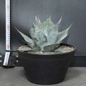 【注目度 急上昇中!】アガベ パラサナ 9号鉢_花・観葉植物 観葉植物・苗木  _【1434452】