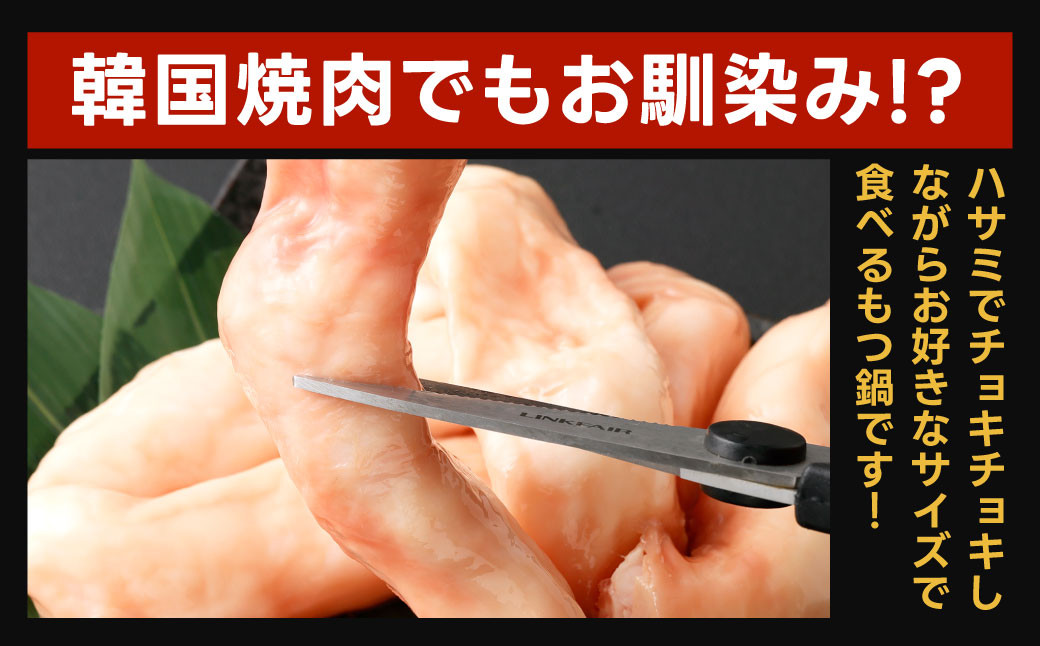 極太 ホルモン 1本 もつ鍋 太腸編 1kg入り
