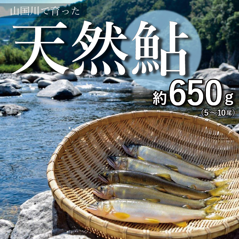 山国川で育った　天然鮎　約650ｇ（5〜10尾）　K02702