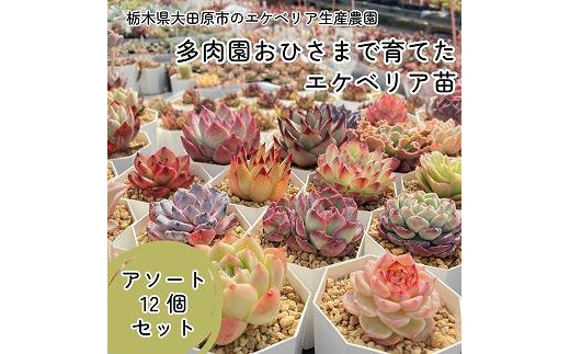 
【多肉植物】エケベリア苗アソート12個セット
