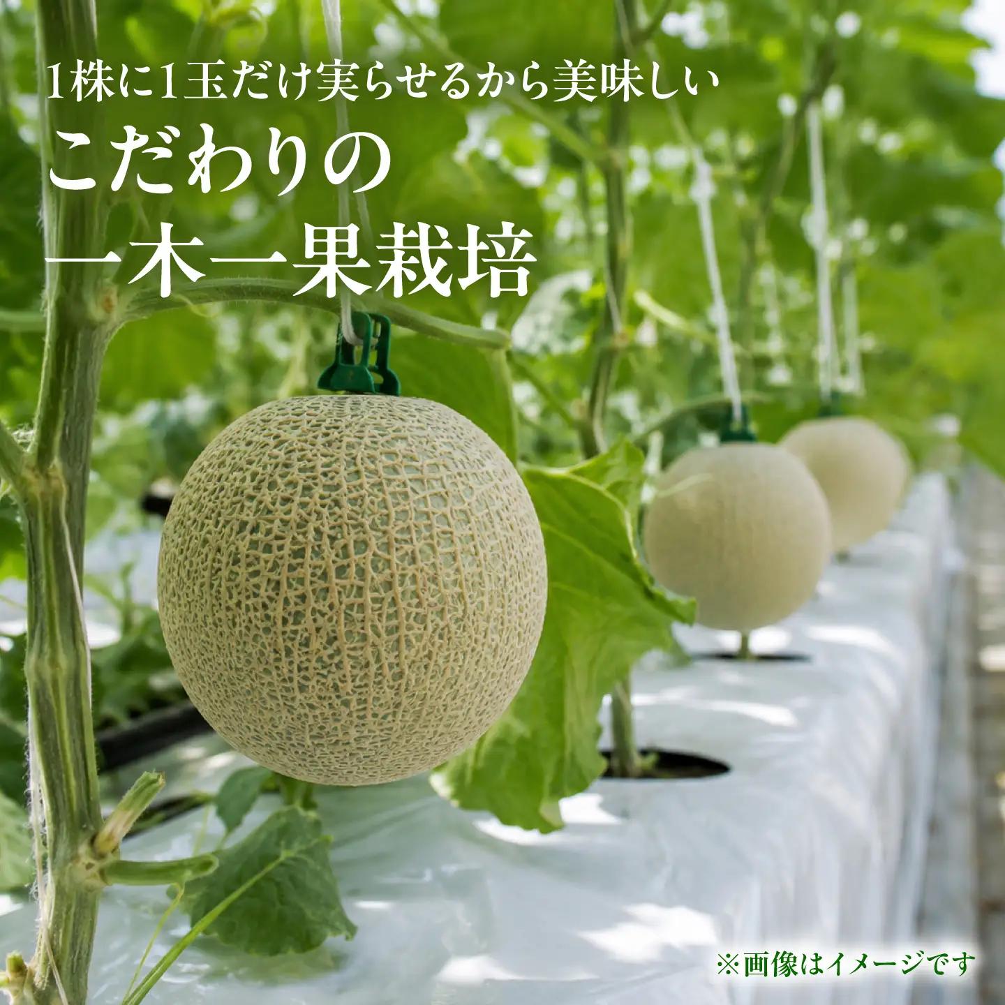 【先行予約】肥後グリーンメロン 1玉 計約2kg【合同会社 福福堂】[ZCN020]