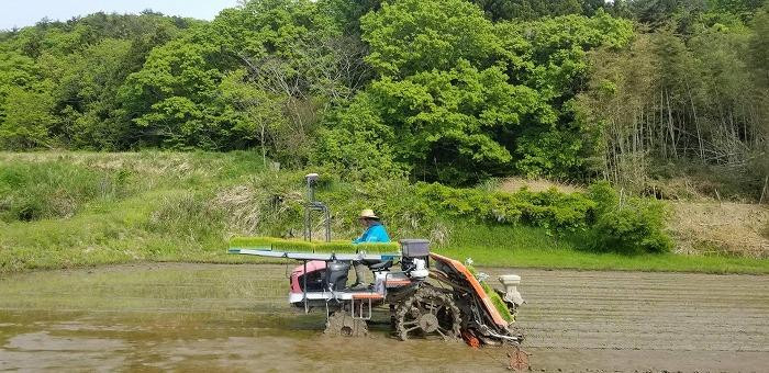 【新米・先行予約】10kg 新潟県佐渡産コシヒカリ10kg(5kg×2)×3回「3カ月定期便」