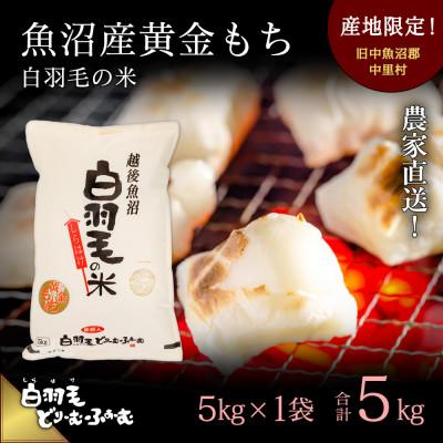 ふるさと納税 十日町市 令和7年産　農家直送!魚沼産黄金もち「白羽毛の米」精米5kg×1袋