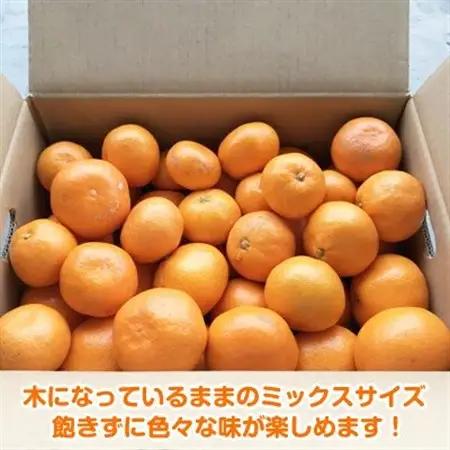【2026年12月～2027年1月】完熟濃厚 木成り温州みかん ミックスサイズ 10kg 和歌山県【配送不可地域：離島】【1544162】