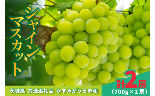 シャインマスカット 700g × 2房  ＜2026年8月より順次発送＞ (県内共通返礼品:かすみがうら市産)  ぶどう ブドウ 葡萄 フルーツ 茨城 新鮮 (BR180)