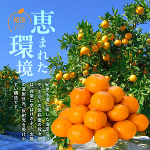 【2026年先行予約】田村みかん／9kg秀品【大玉サイズ】_V7472