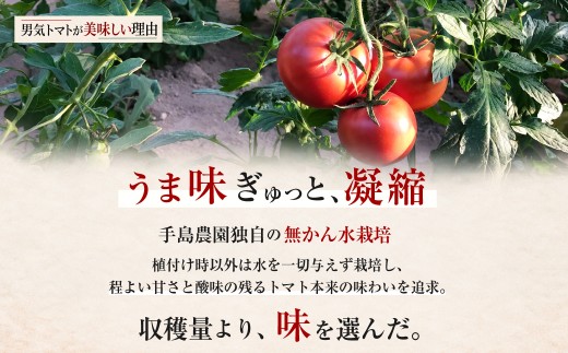 【先行予約】【限定30】男気トマト 1箱 11～12個入り | トマト とまと 野菜 リコピン 有機肥料 濃厚 完熟 低農薬栽培 無かん水栽培 凝縮 産地直送 農家直送 メディア掲載 話題 テレビ 青