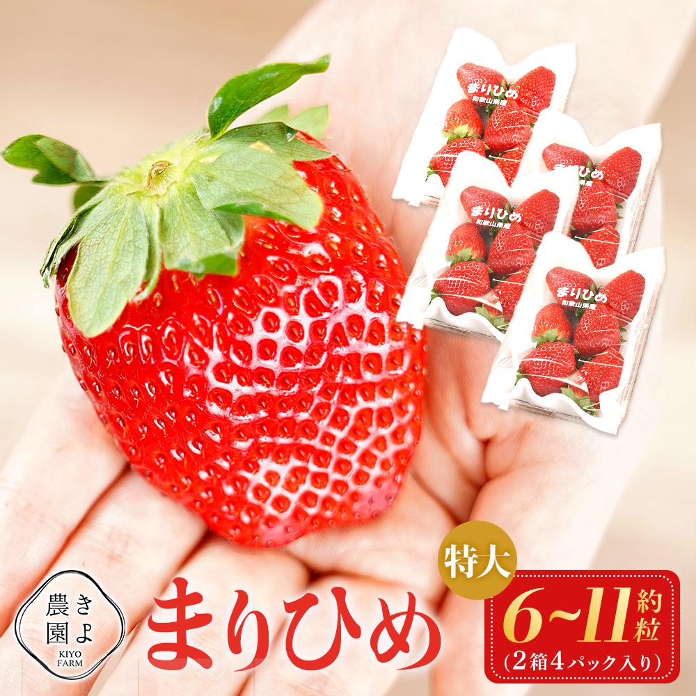 【ふるさと納税】特大まりひめイチゴ 朝摘 6個～11個入×4パック［2026年1月中旬頃より発送］［先行予約］［KT4］ | 苺 いちご フルーツ 果物 くだもの 食品 人気 おすすめ 送料無料