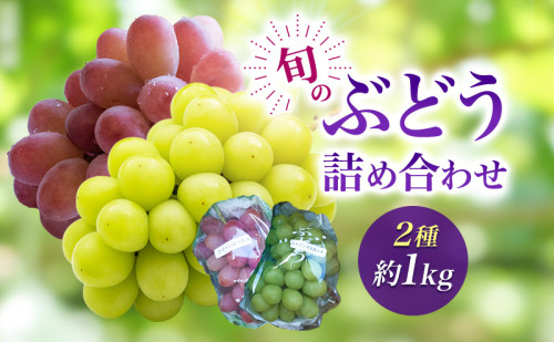 2026年産旬のぶどう詰め合わせ2種約1kg　果物 ぶどう 葡萄 マスカット フルーツ 種なし 詰め合わせ 長野県 駒ケ根市