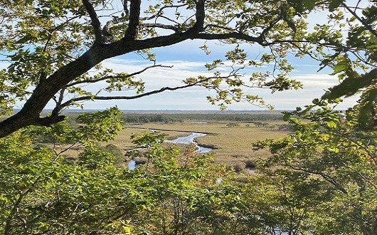 釧路湿原は自然の宝庫です！