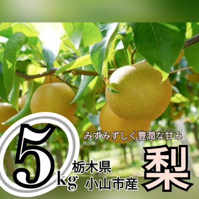 
                  ずっしり5kg＜にっこり＞　栃木県小山市産の梨　_梨 にっこり フルーツ 果物 栃木 小山市 甘い 美味しい 人気 おすすめ 送料無料 ギフト 贈答【1441930】
                