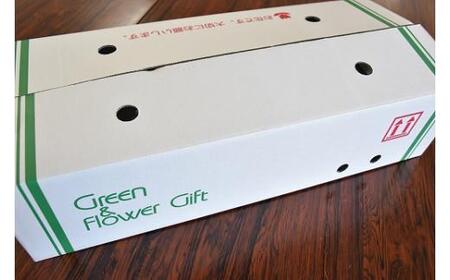 宮田村産『カーネーション』の花束（通常発送、11月～翌3月発送）[ カーネーション 花束 ]