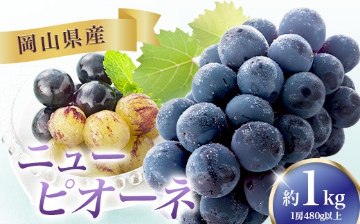 
                  ニューピオーネ 2房(1房480g以上)【2026年8月下旬～10月上旬発送予定】
                