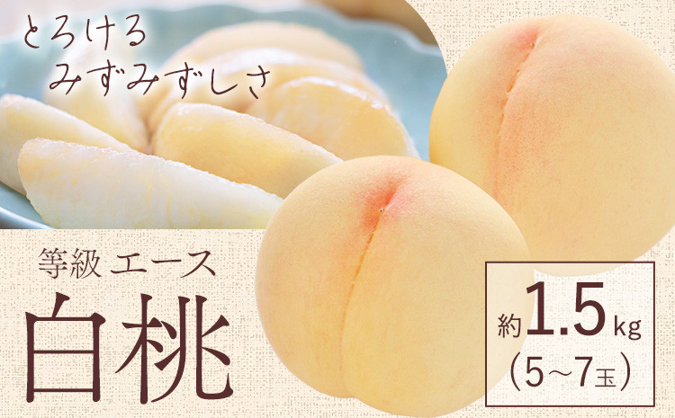 
            【2025年先行予約】白桃 等級 エース 約1.5kg 5～7玉入り もも モモ 岡山 国産 フルーツ 果物 桃茂實苑《6月中旬-9月中旬頃出荷》岡山県 浅口市 フルーツ モモ 果物 青果 旬 白桃 国産 岡山県産【配送不可地域あり】
          
