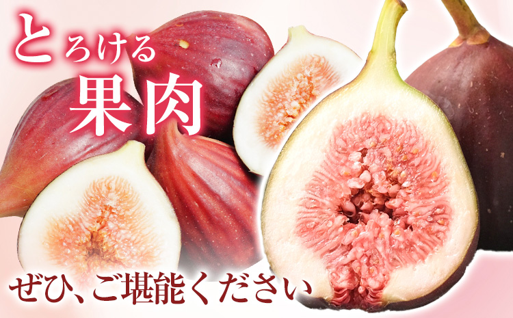 いちじく 完熟いちじく 約600g (300g×2パック) お試し パック いちじく イチジク 無花果 紀の里農業協同組合《2025年9月上旬-11月上旬頃出荷》 和歌山県 紀の川市 青果物 果物 く