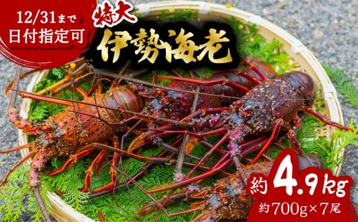 伊勢海老 特大 約4.9kg 約700g×7尾 伊勢えび 伊勢エビ いせえび イセエビ 海老 えび エビ 海鮮 海産物 海の幸 おせち 高級 国産 海鮮 ギフト