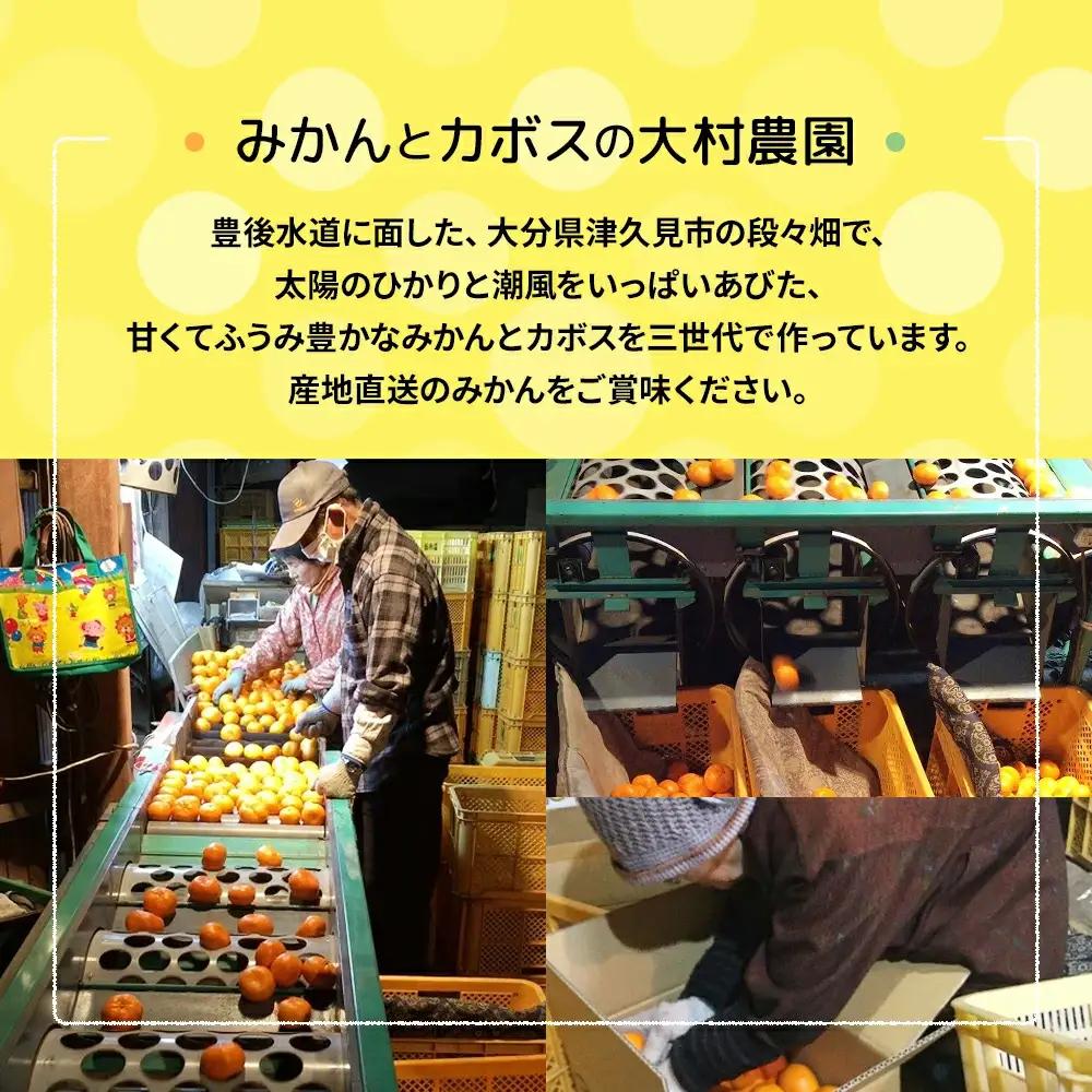 【先行予約】大村農園 みかん 不知火 5kg | 津久見市