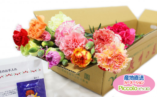 【生産者直送】カーネーション切り花　Piccolo j10-2