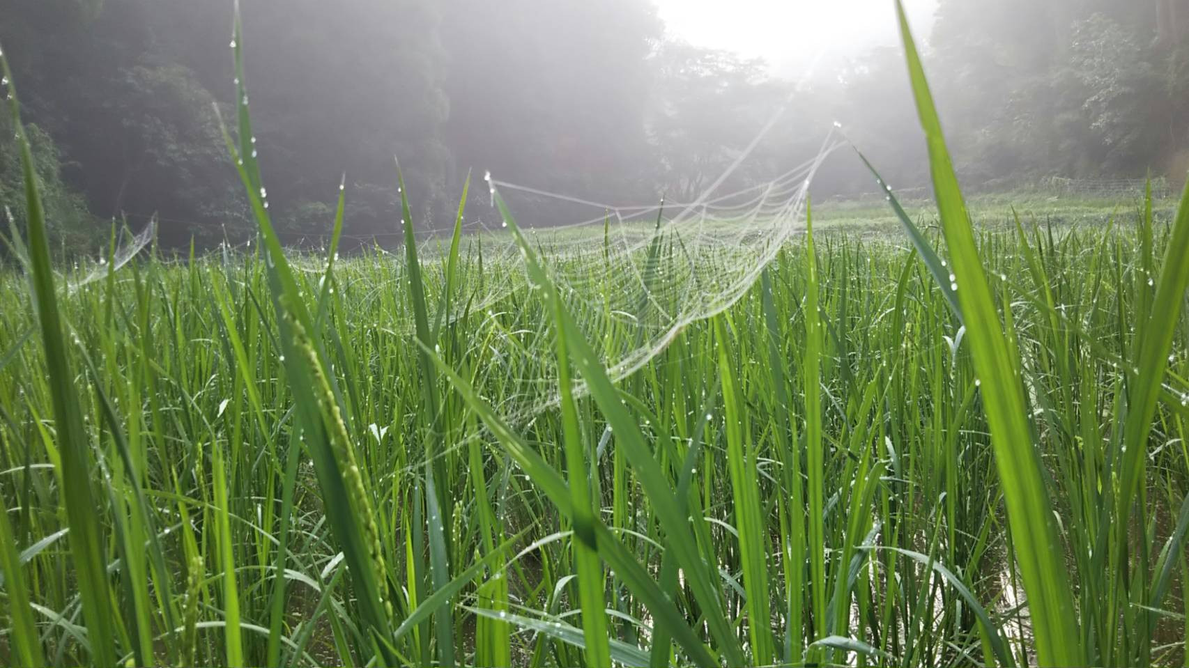 栽培風景