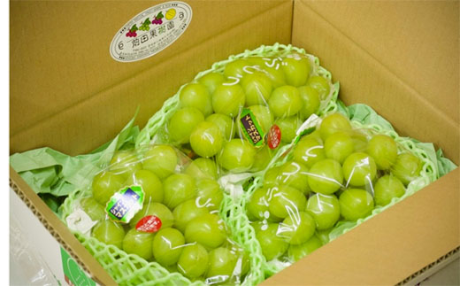 【先行受付・産直もぎたて】贅沢シャインマスカット1.8kg程度（果実 フルーツ ぶどう マスカット 2025 先行予約 人気 限定 宮崎 小林市）