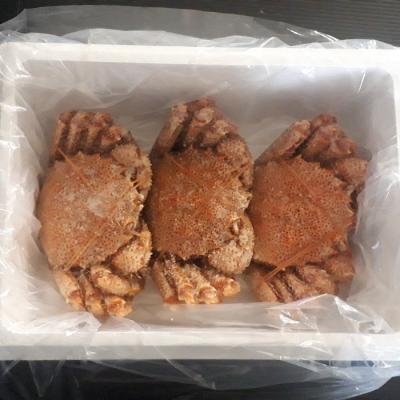 ふるさと納税 根室市 毛蟹600g×3尾 D-66013 |  | 03