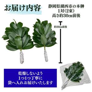 静岡県産湖西市　出世榊　本榊　純国産　さかき1対(2束)※1日交換に間に合うように配送【1702133】