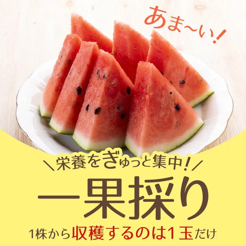 【先行予約】大玉スイカ（7kg以上 1玉入) 皮際まで甘い！シャリ感も抜群！／ あわら 果物 フルーツ すいか 人気 産地直送 ※2027年6月中旬より順次発送 [aw039-a024]