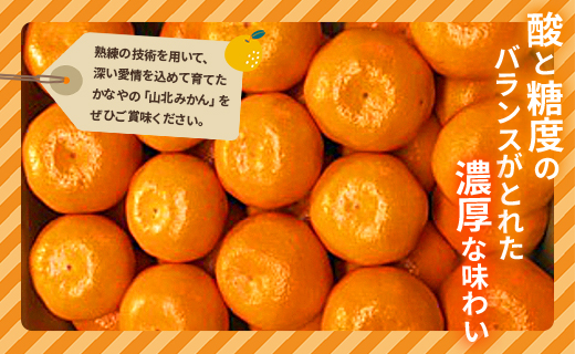 【数量限定】土佐乃かなや マルチ 山北みかん 約3kg - 送料無料 フルーツ 果物 くだもの 温州みかん ミカン 柑橘 甘い おいしい 旬 季節限定 かなや農園 合同会社Benifare 国産 特産