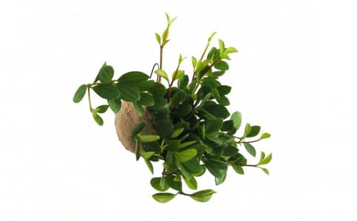 
            360度楽しめる！吊るせる観葉植物「ハングボール」ペペロミア(Mサイズ)
          