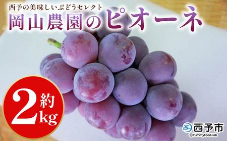 ＜西予の美味しいぶどうセレクトセット／ピオーネ 約2kg（岡山農園）＞ 果物 くだもの フルーツ ぶどう 葡萄 ブドウ セット 食べ比べ 野菜ソムリエ 食べて応援 特産品 産地直送 西予ぶどう倶楽部 愛媛県 西予市【冷蔵】『8月中旬から9月下旬迄に順次出荷予定』OMC0008