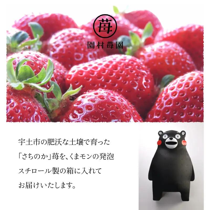 【先行受付】1月発送 園村苺園 完熟さちのか苺 in くまモン_約500ｇ_U74-0052_01