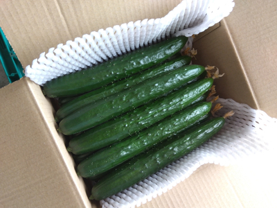朝採りきゆうり4kg【FM01W1】 野菜 新鮮